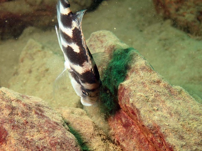 Placidochromis milomo 'Likoma Island'